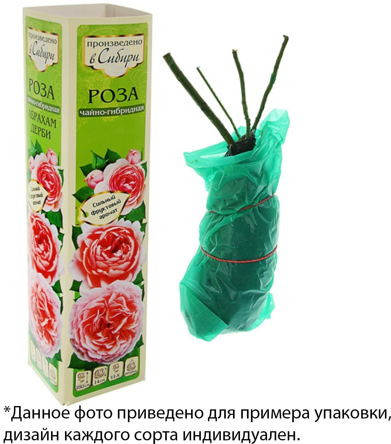 Саженец розы Черная Магия,  Весна 2024, 1 шт.