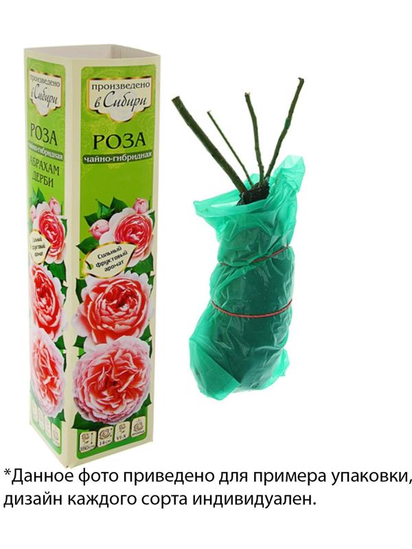 Саженец розы Черная Магия,  Весна 2024, 1 шт.