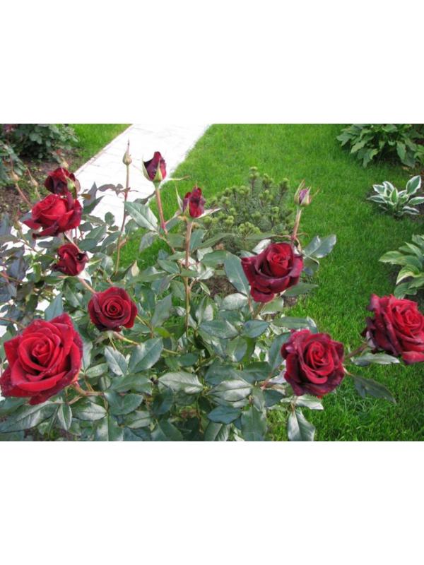 Саженец розы Черная Магия,  Весна 2024, 1 шт.