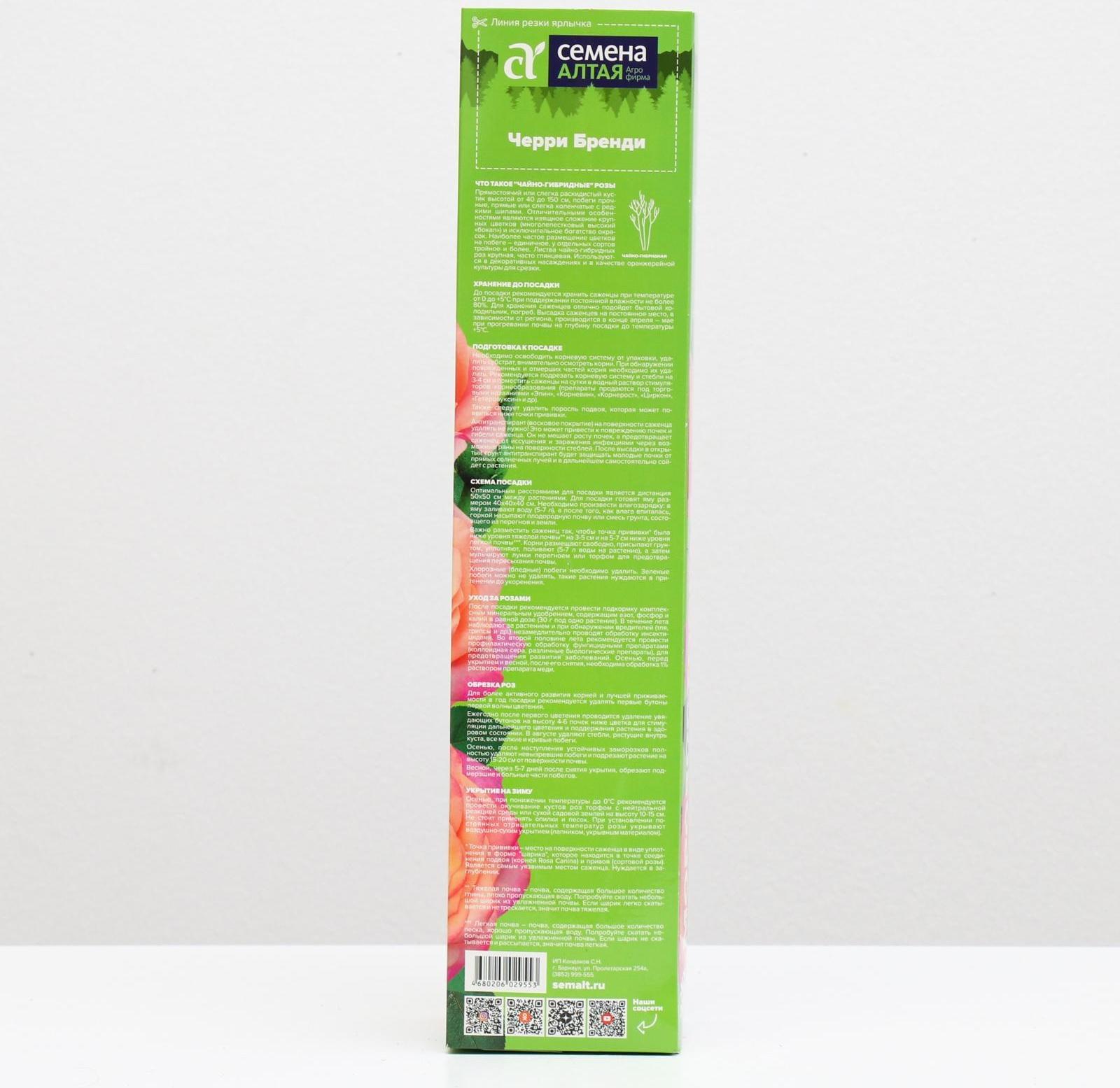 Саженец розы Черри Бренди,  Весна 2024, 1 шт.