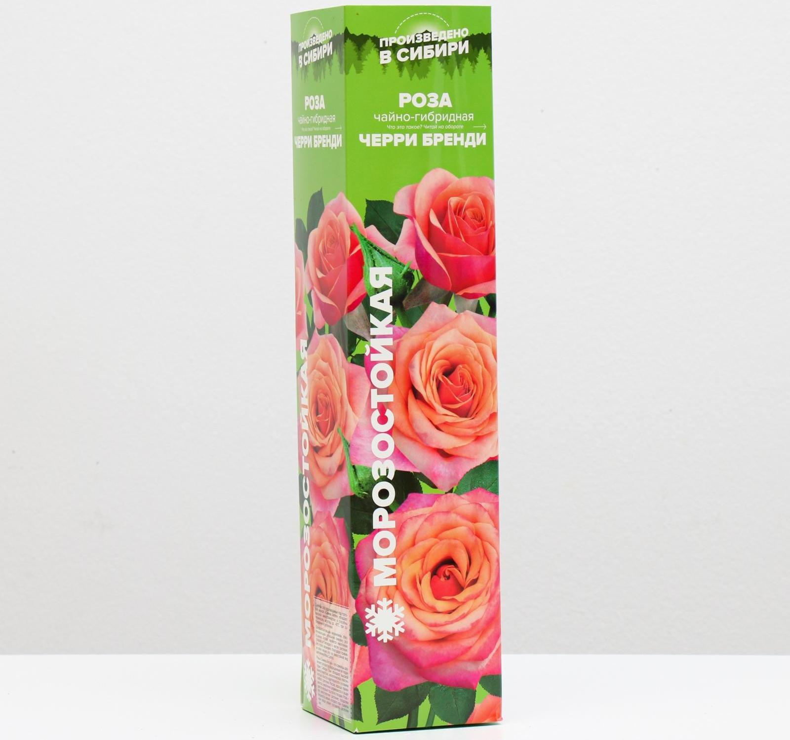 Саженец розы Черри Бренди,  Весна 2024, 1 шт.