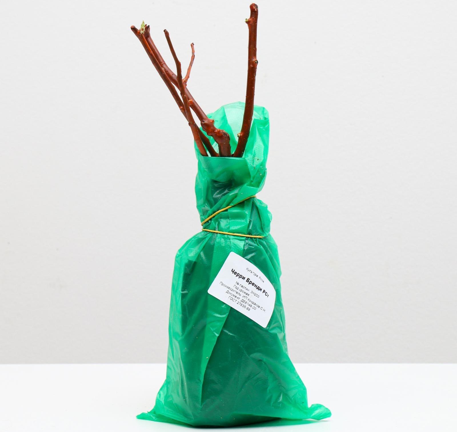 Саженец розы Черри Бренди,  Весна 2024, 1 шт.