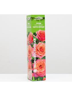 Саженец розы Черри Бренди,  Весна 2024, 1 шт.