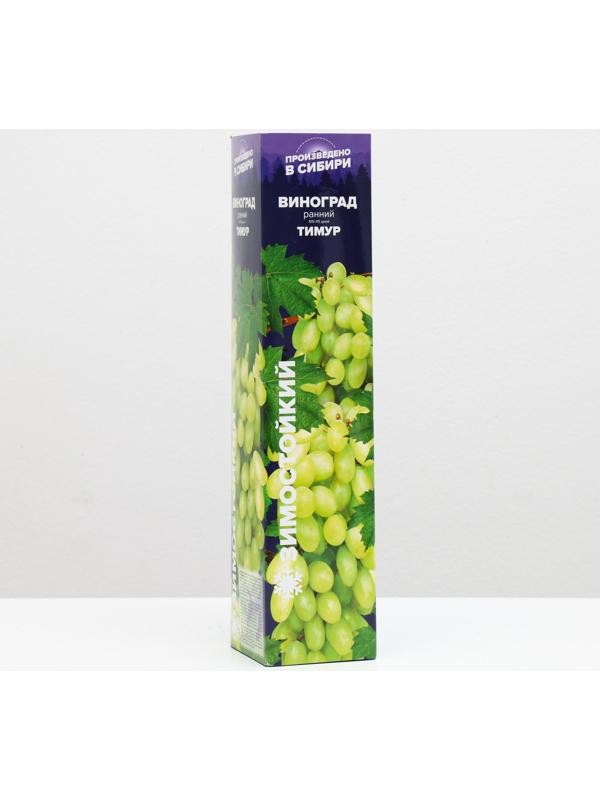 Саженец винограда Тимур,  Весна 2024, 1 шт.