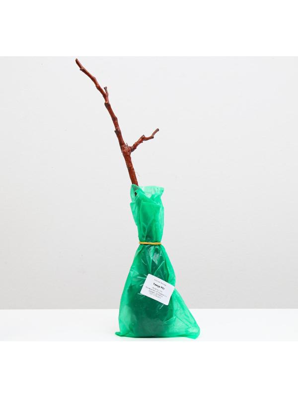 Саженец винограда Тимур,  Весна 2024, 1 шт.