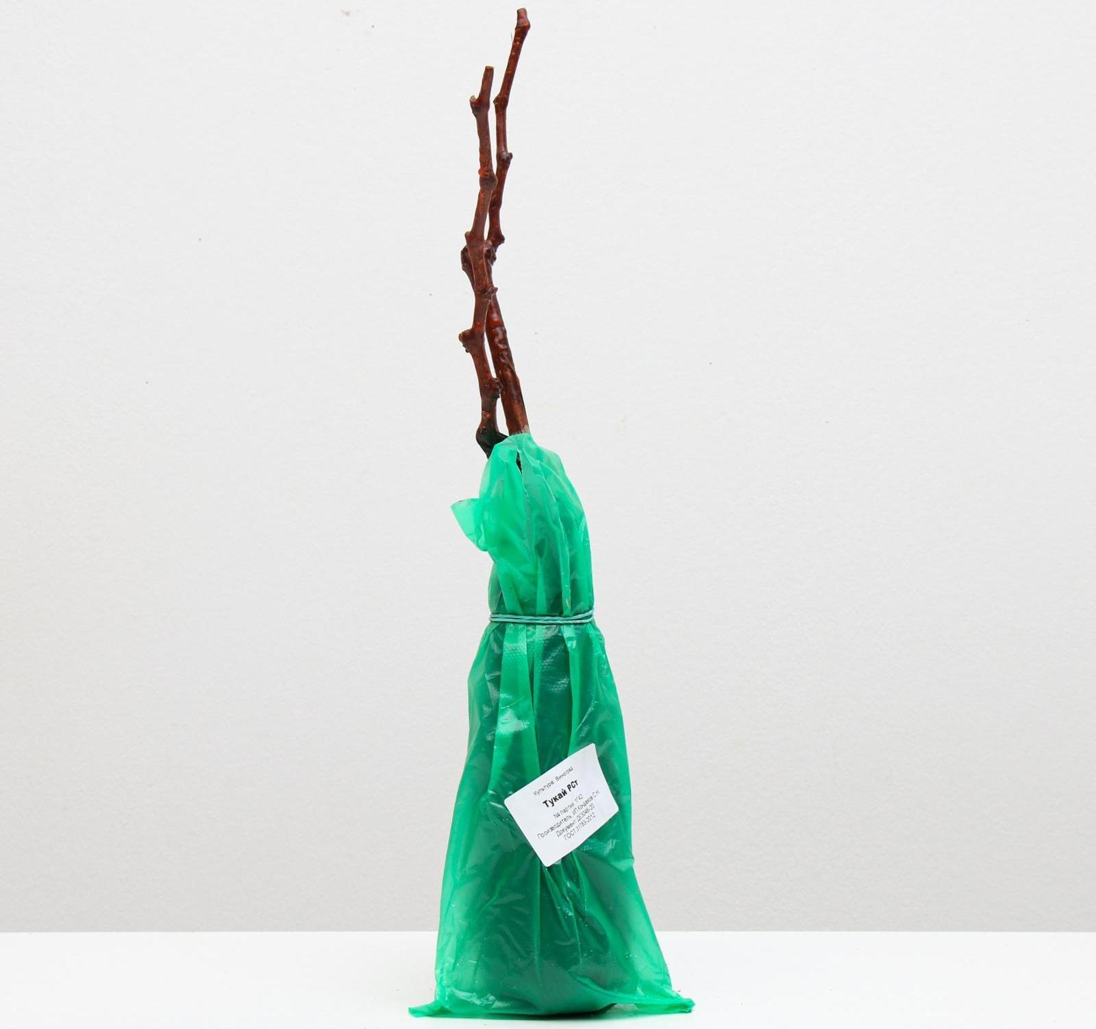 Саженец винограда Тукай,  Весна 2024, 1 шт.