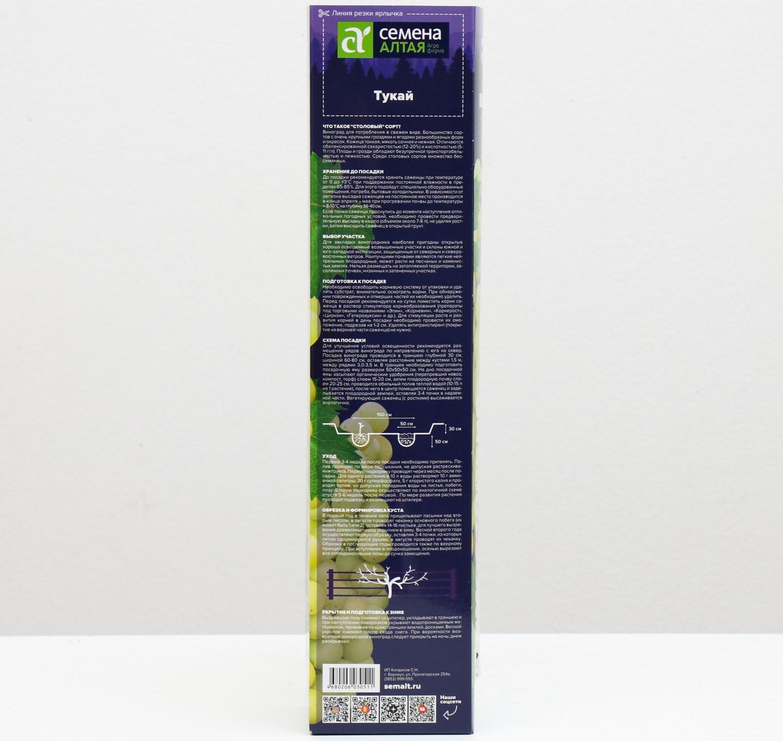 Саженец винограда Тукай,  Весна 2024, 1 шт.