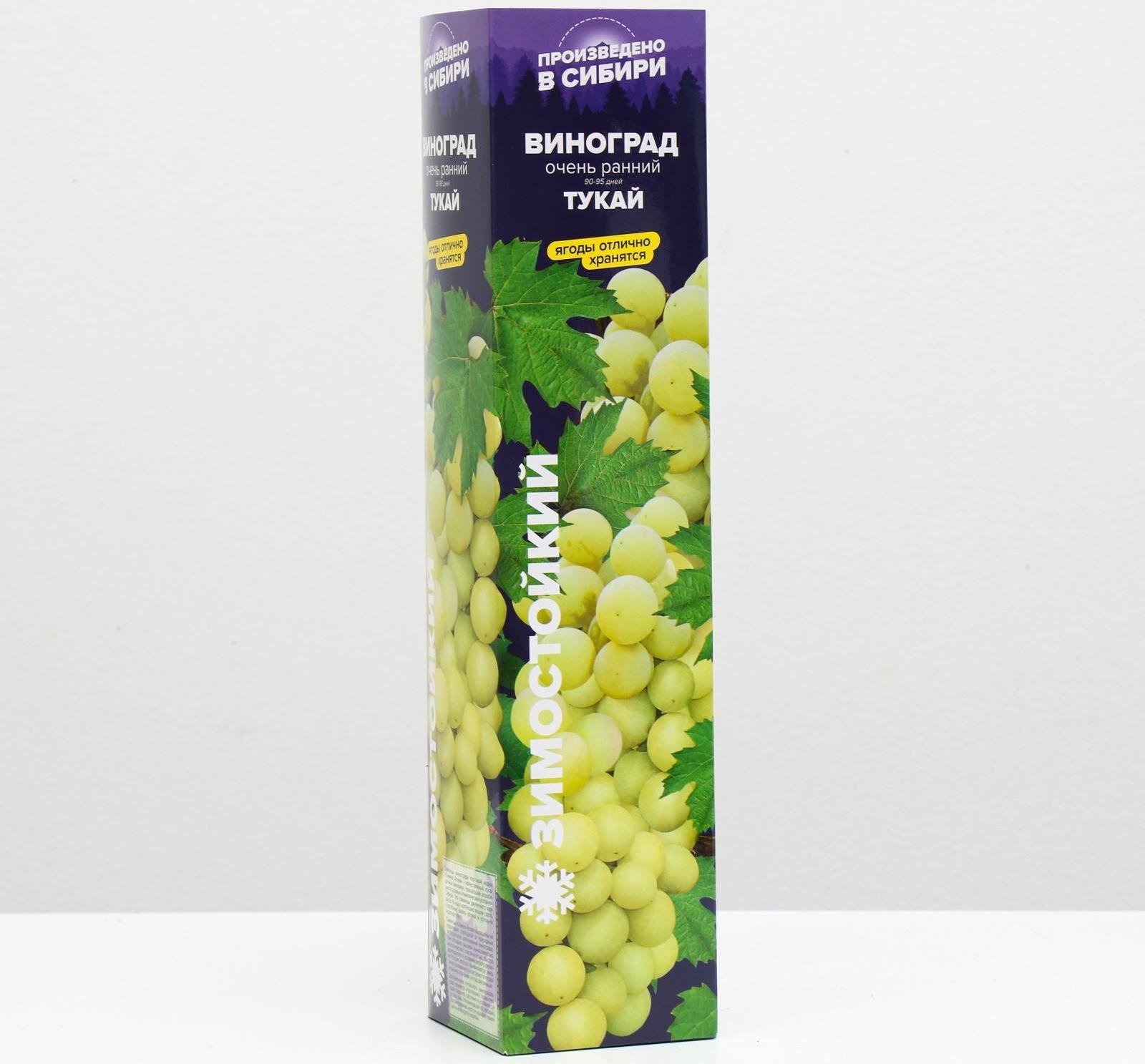 Саженец винограда Тукай,  Весна 2024, 1 шт.