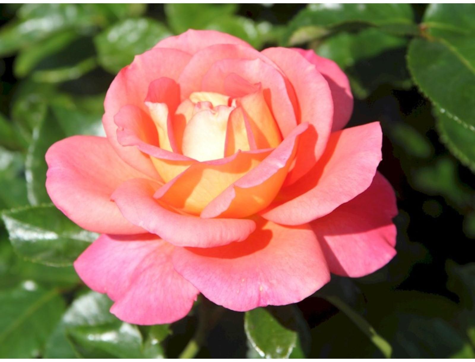 Саженец розы Шанти, Весна 2024, 1 шт.