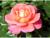 Саженец розы Шанти, Весна 2024, 1 шт.