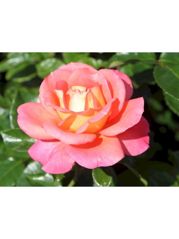 Саженец розы Шанти, Весна 2024, 1 шт.