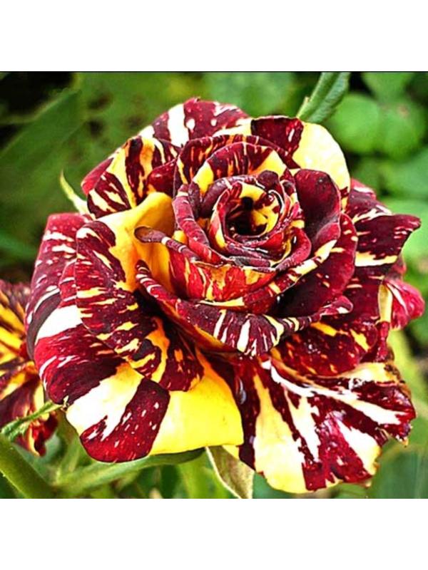 Саженец розы Абра-Кадабра,  Весна 2024, 1 шт.