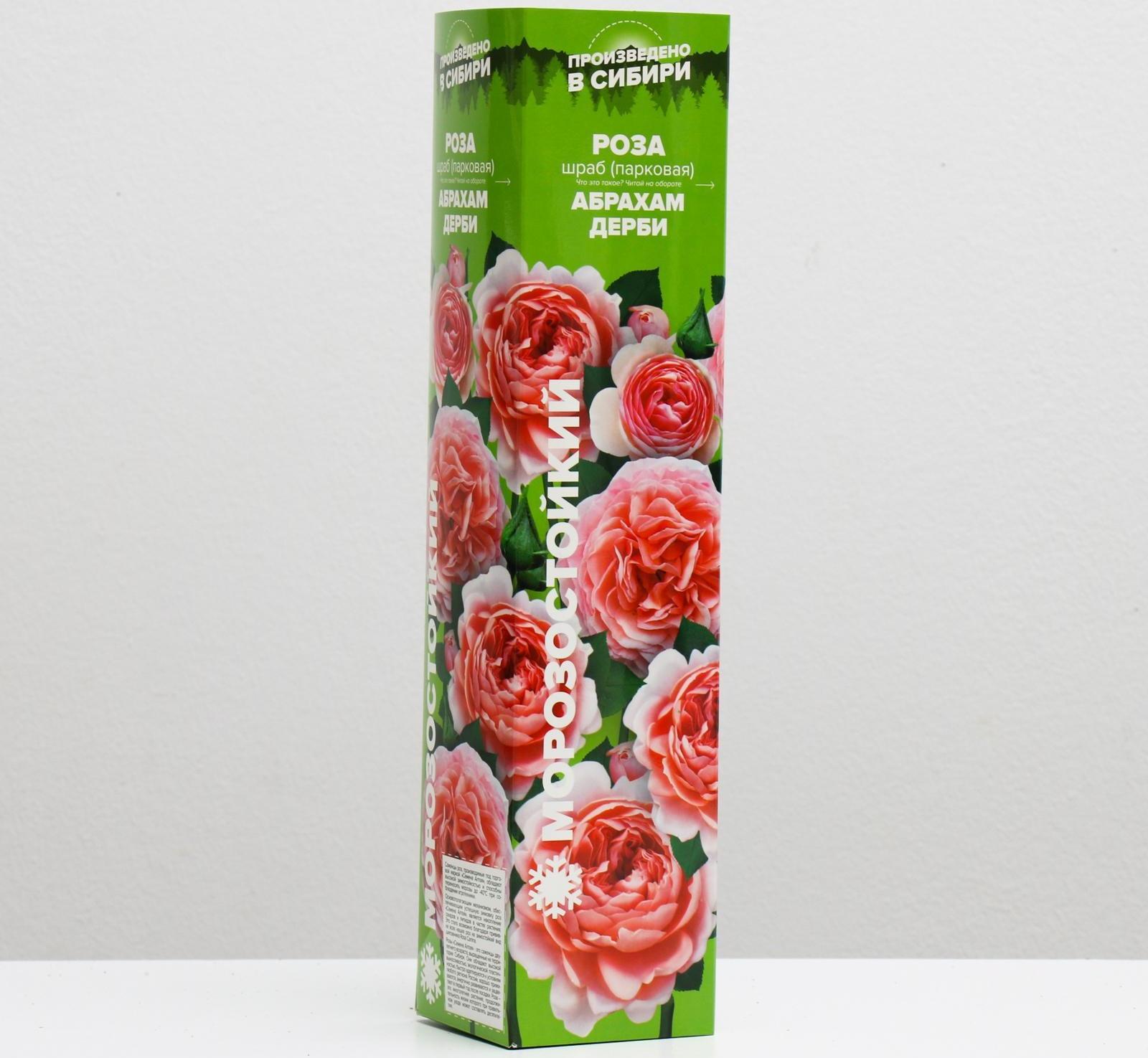 Саженец розы Абрахам Дерби, 1 шт, Весна 2022