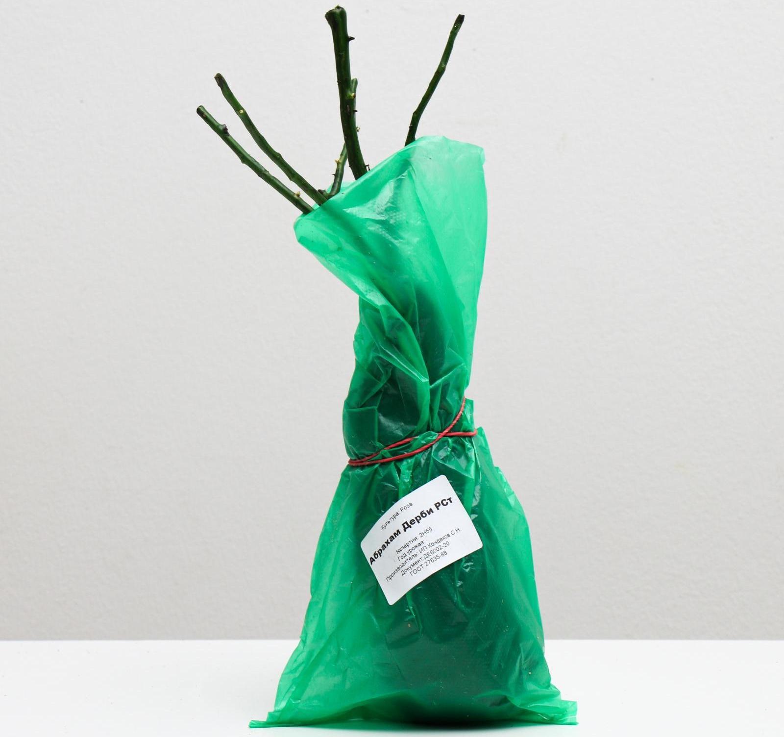 Саженец розы Абрахам Дерби, 1 шт, Весна 2022