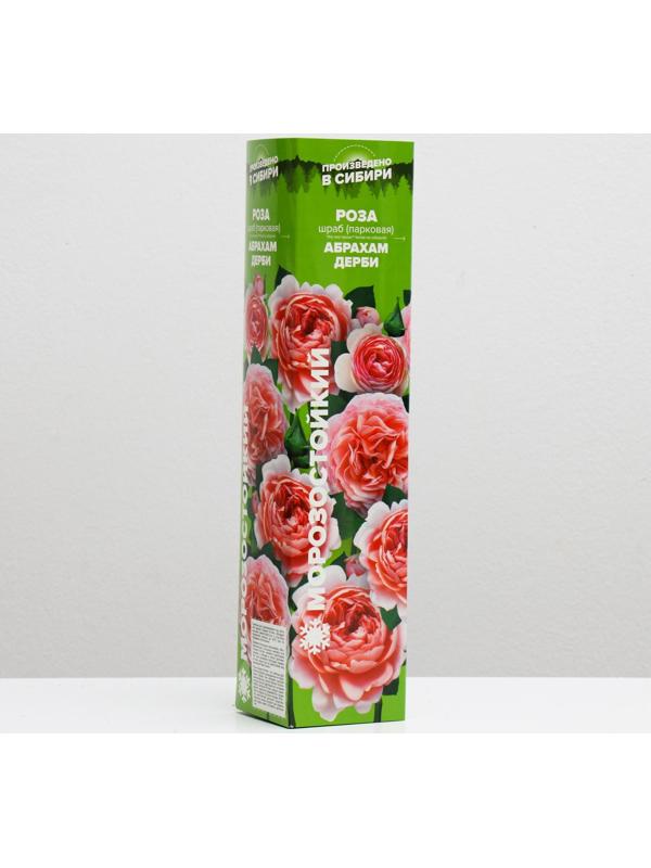 Саженец розы Абрахам Дерби, 1 шт, Весна 2022