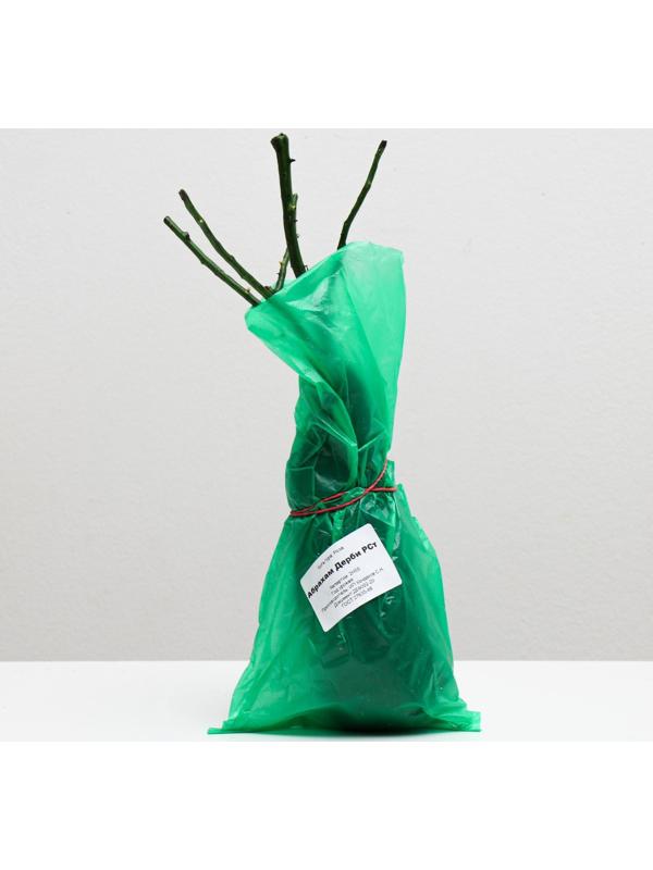 Саженец розы Абрахам Дерби, 1 шт, Весна 2022