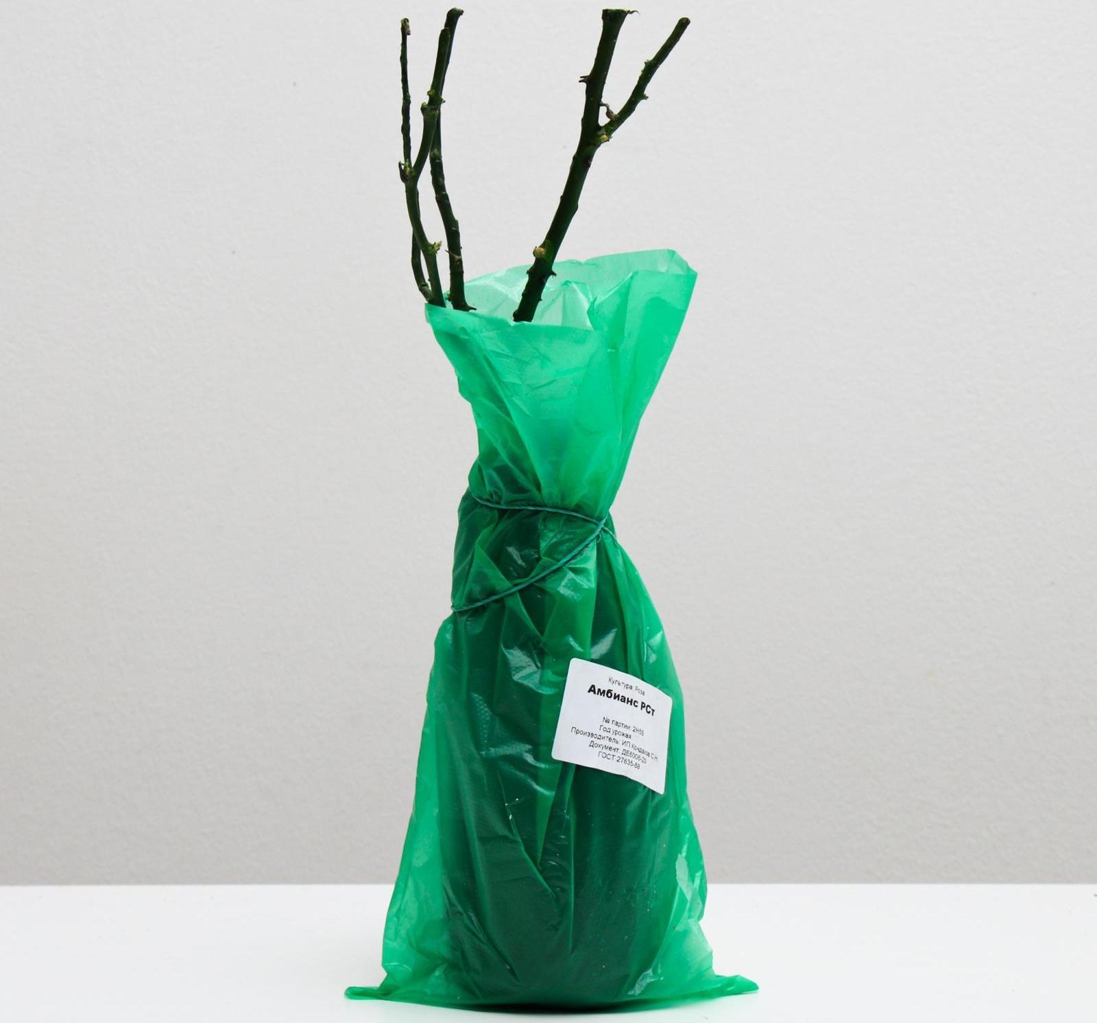 Саженец розы Амбианс,  Весна 2024, 1 шт.