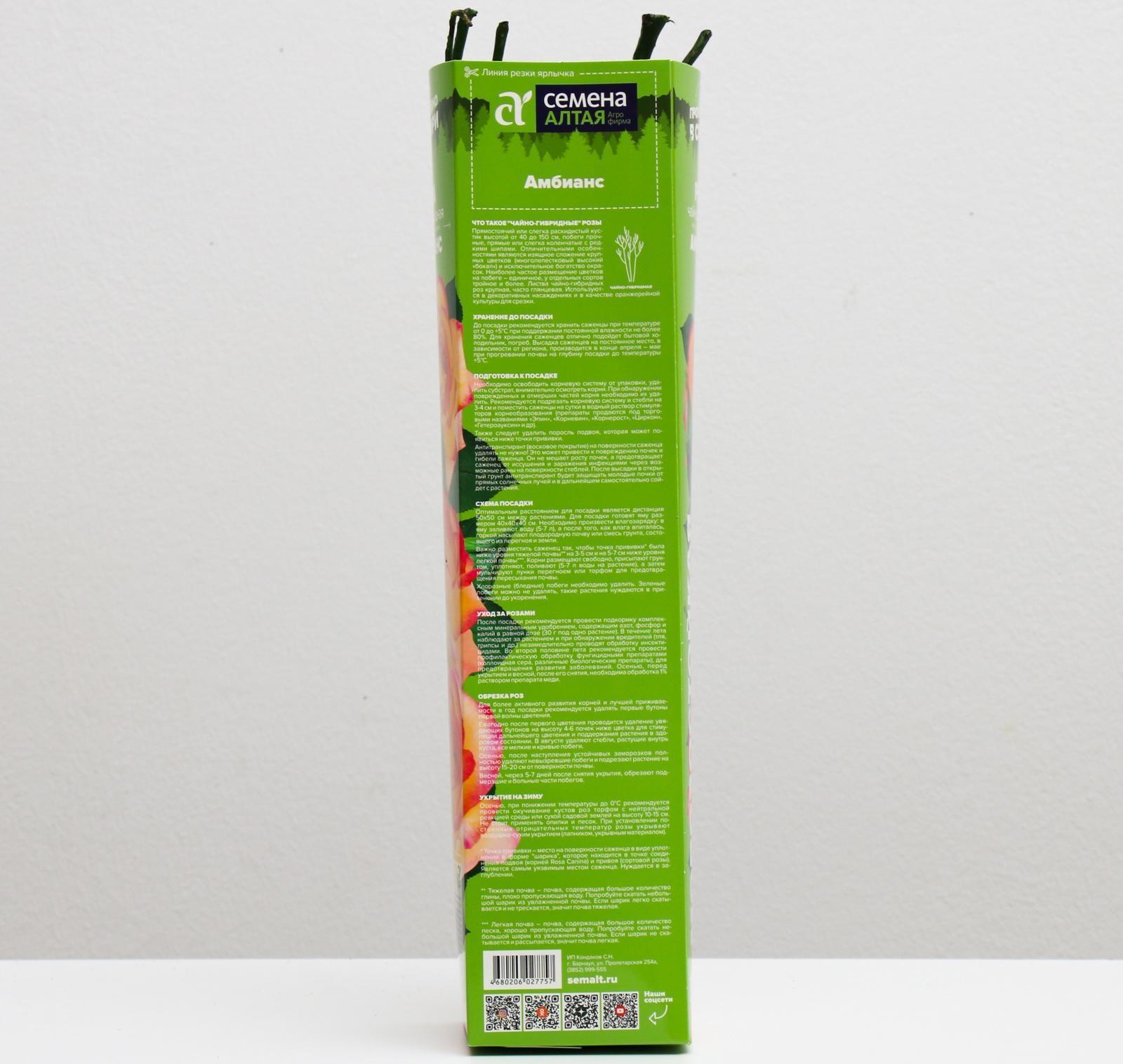 Саженец розы Амбианс,  Весна 2024, 1 шт.