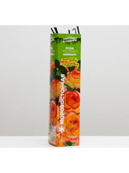 Саженец розы Амбианс,  Весна 2024, 1 шт.