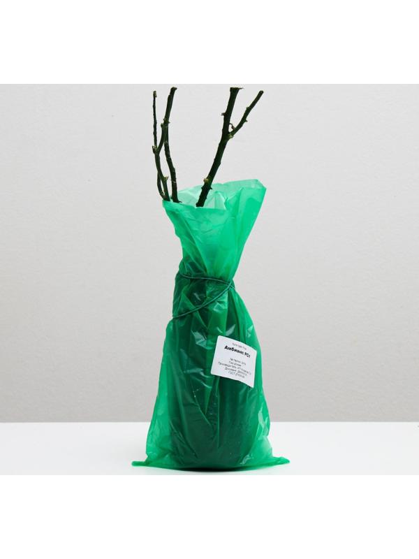 Саженец розы Амбианс,  Весна 2024, 1 шт.