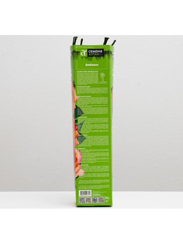 Саженец розы Амбианс,  Весна 2024, 1 шт.