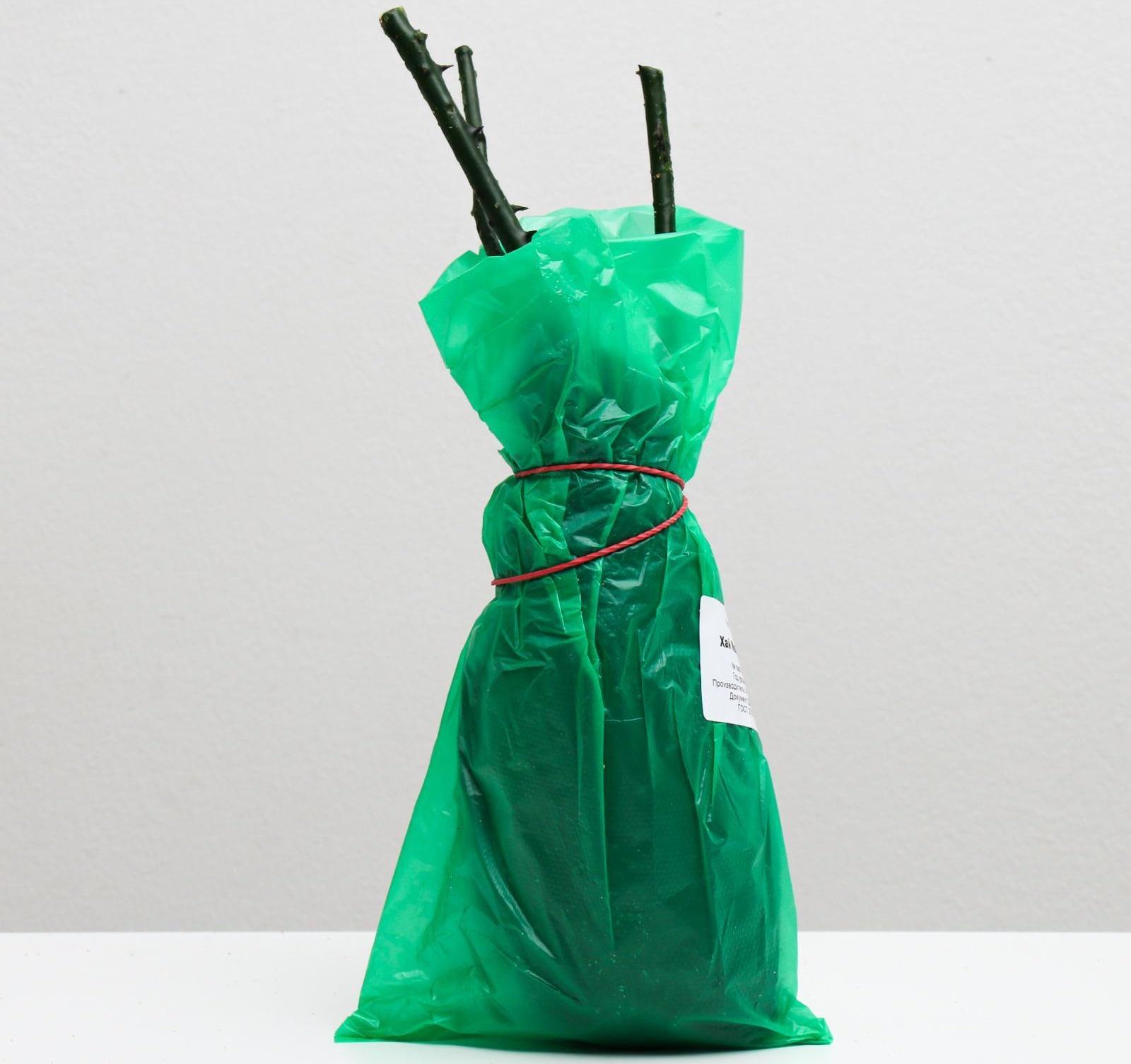 Саженец розы Хай Меджик, Весна 2024, 1 шт.