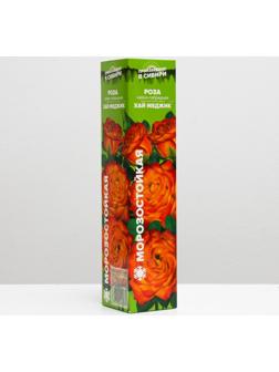 Саженец розы Хай Меджик, Весна 2024, 1 шт.