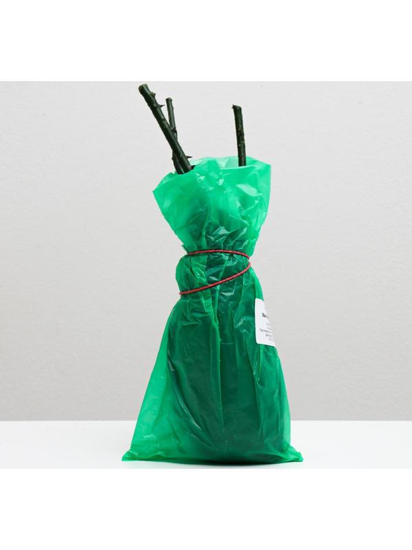 Саженец розы Хай Меджик, Весна 2024, 1 шт.