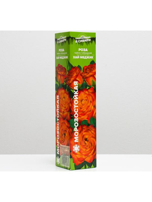 Саженец розы Хай Меджик, Весна 2024, 1 шт.