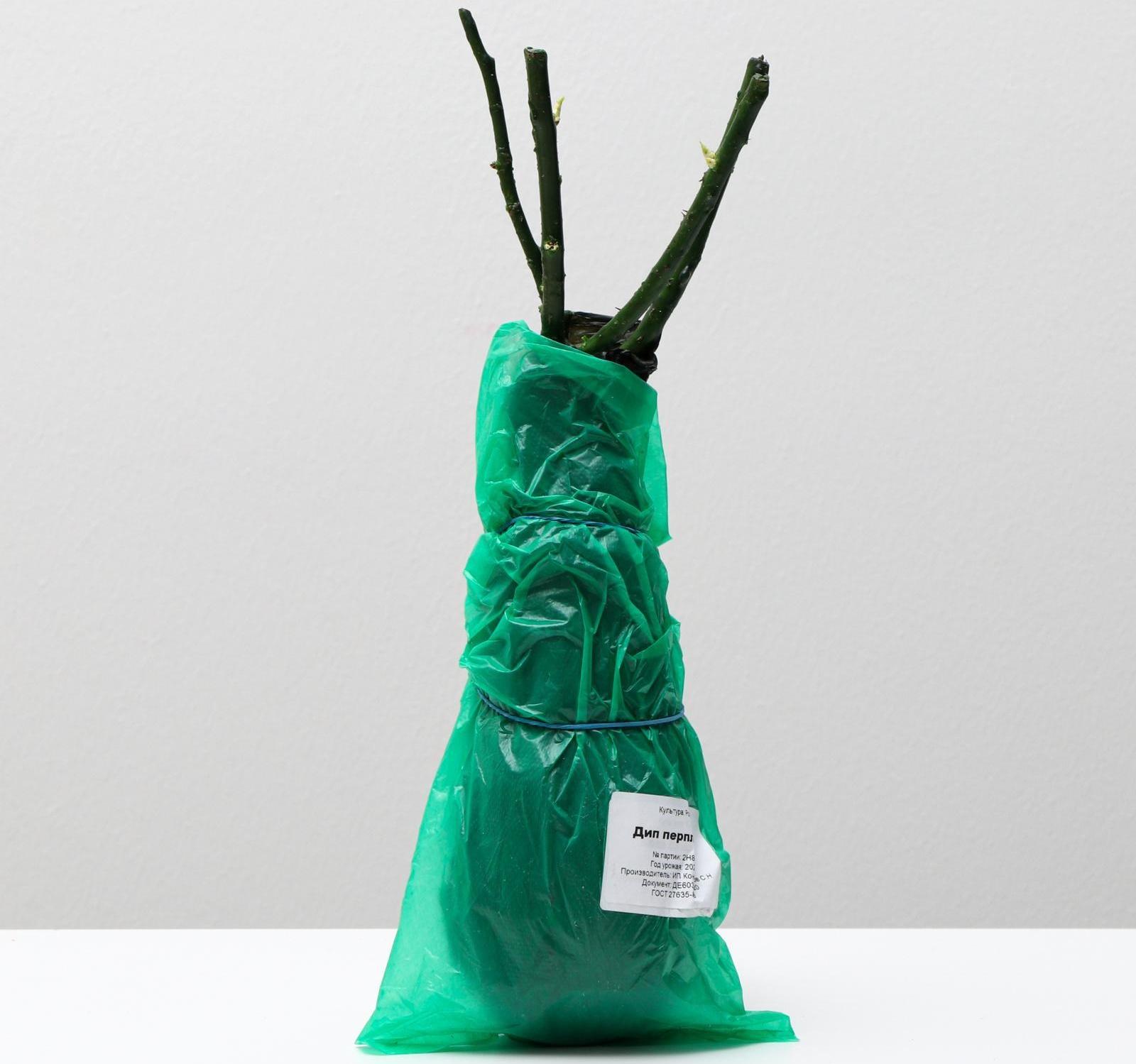 Саженец розы Дип Перпл, Весна 2024, 1 шт.