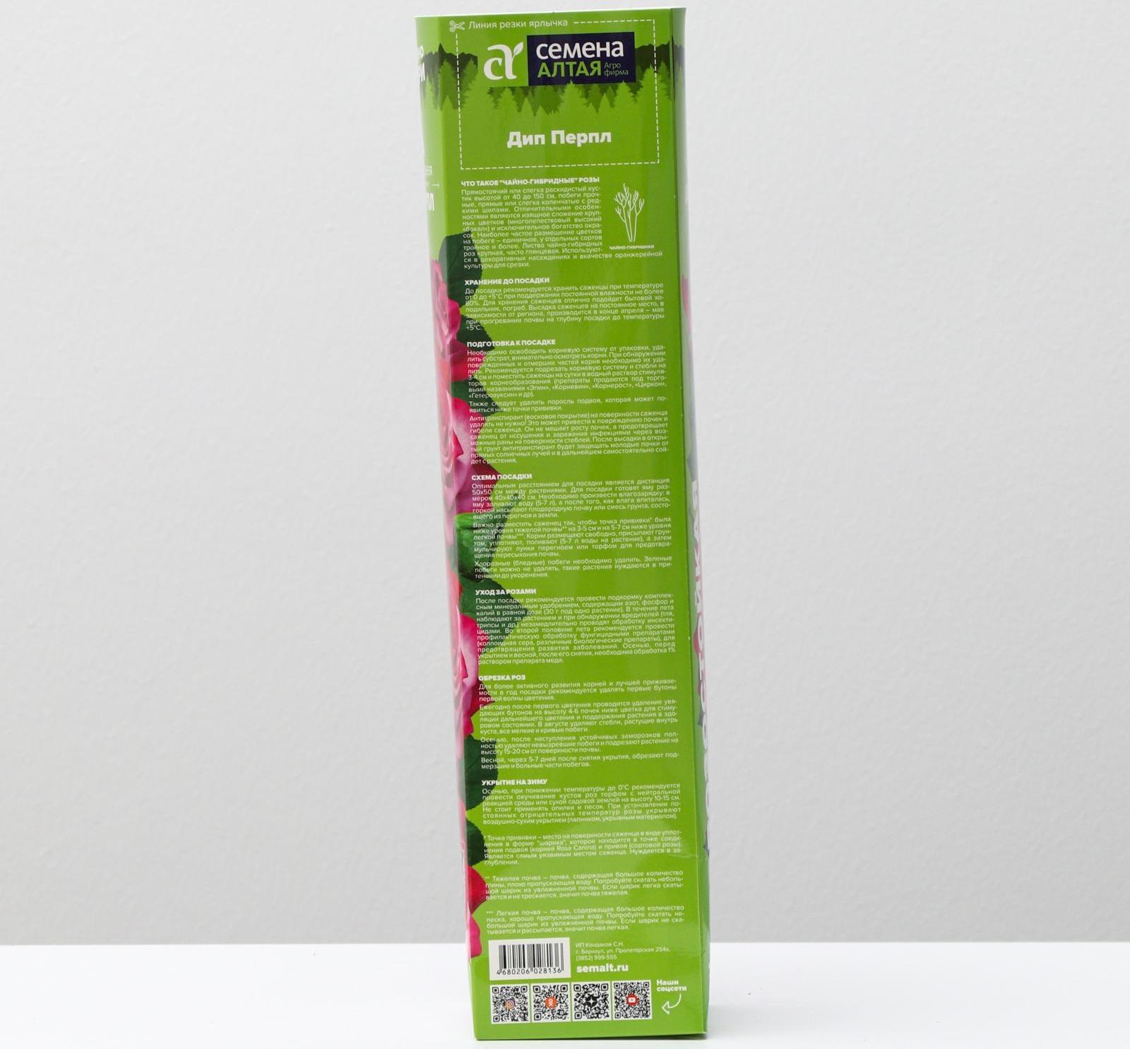 Саженец розы Дип Перпл, Весна 2024, 1 шт.