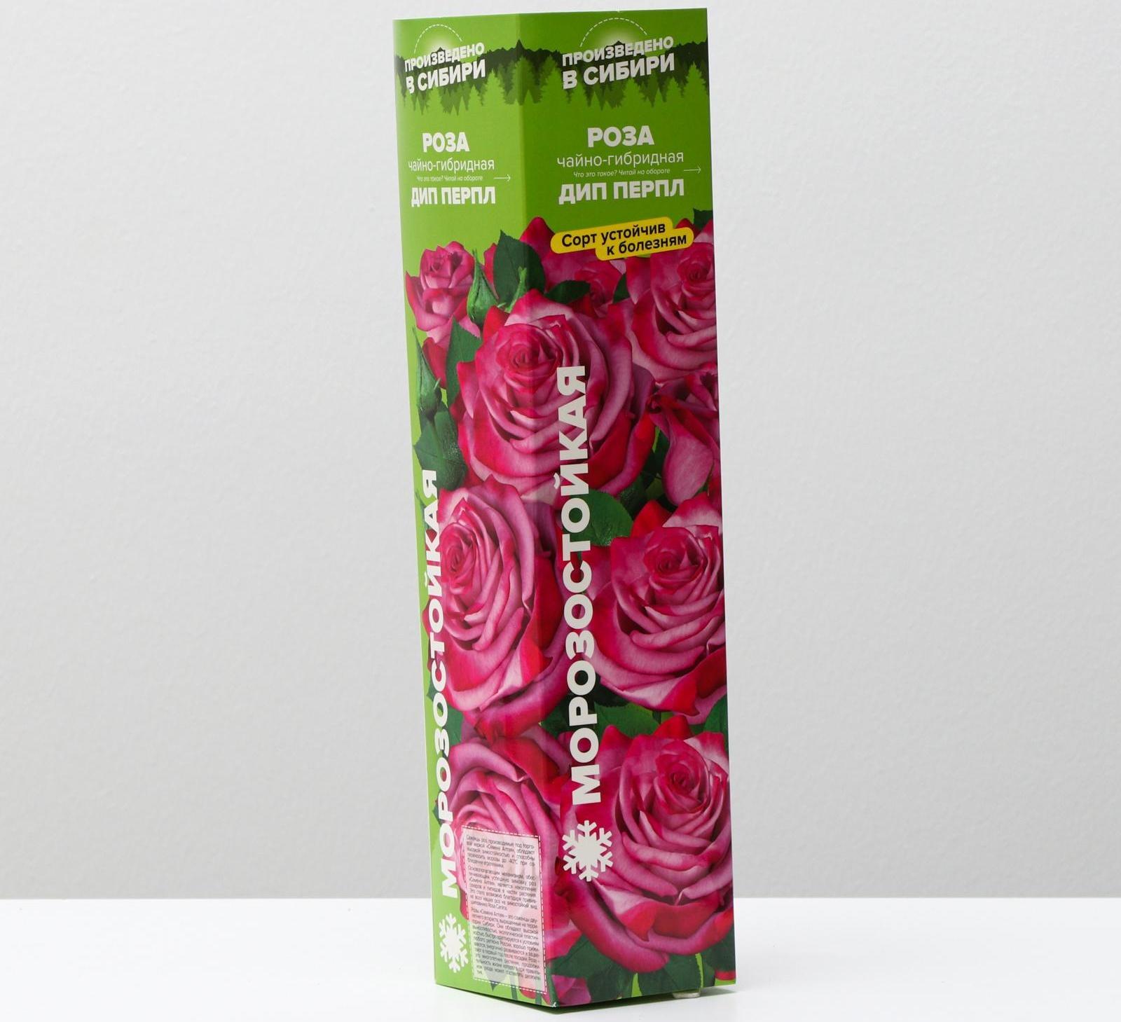 Саженец розы Дип Перпл, Весна 2024, 1 шт.