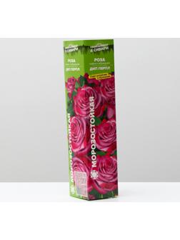 Саженец розы Дип Перпл, Весна 2024, 1 шт.