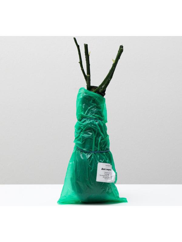 Саженец розы Дип Перпл, Весна 2024, 1 шт.