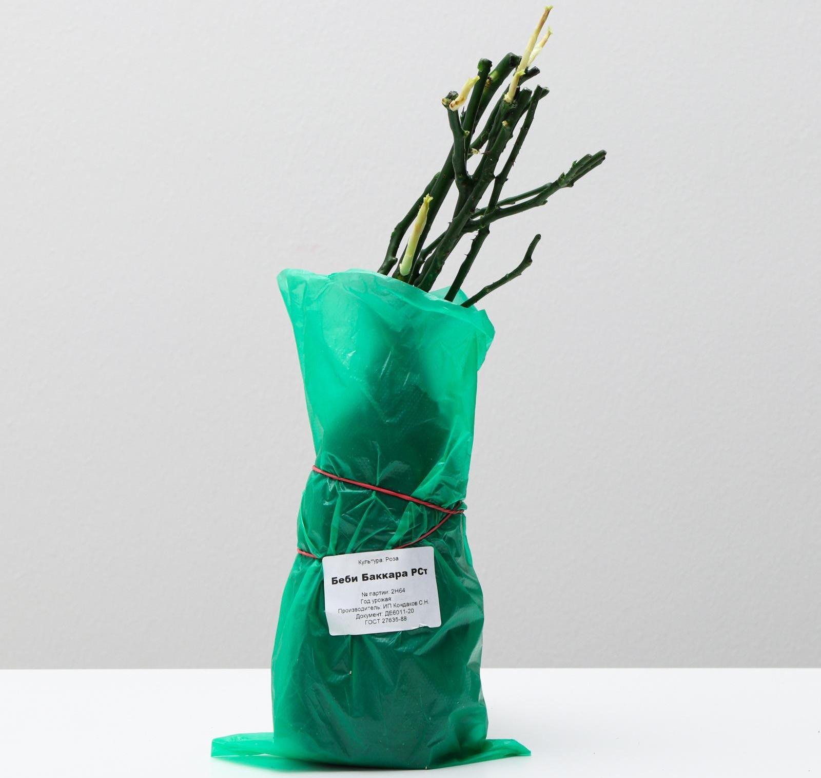 Саженец розы Бэби Бакара, Весна 2024, 1 шт.