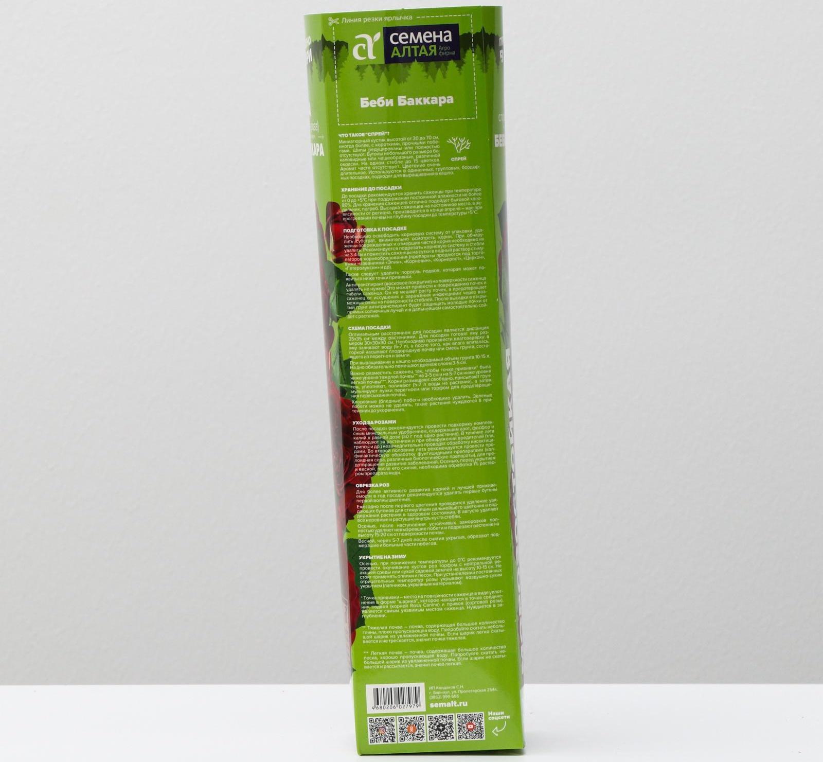 Саженец розы Бэби Бакара, Весна 2024, 1 шт.