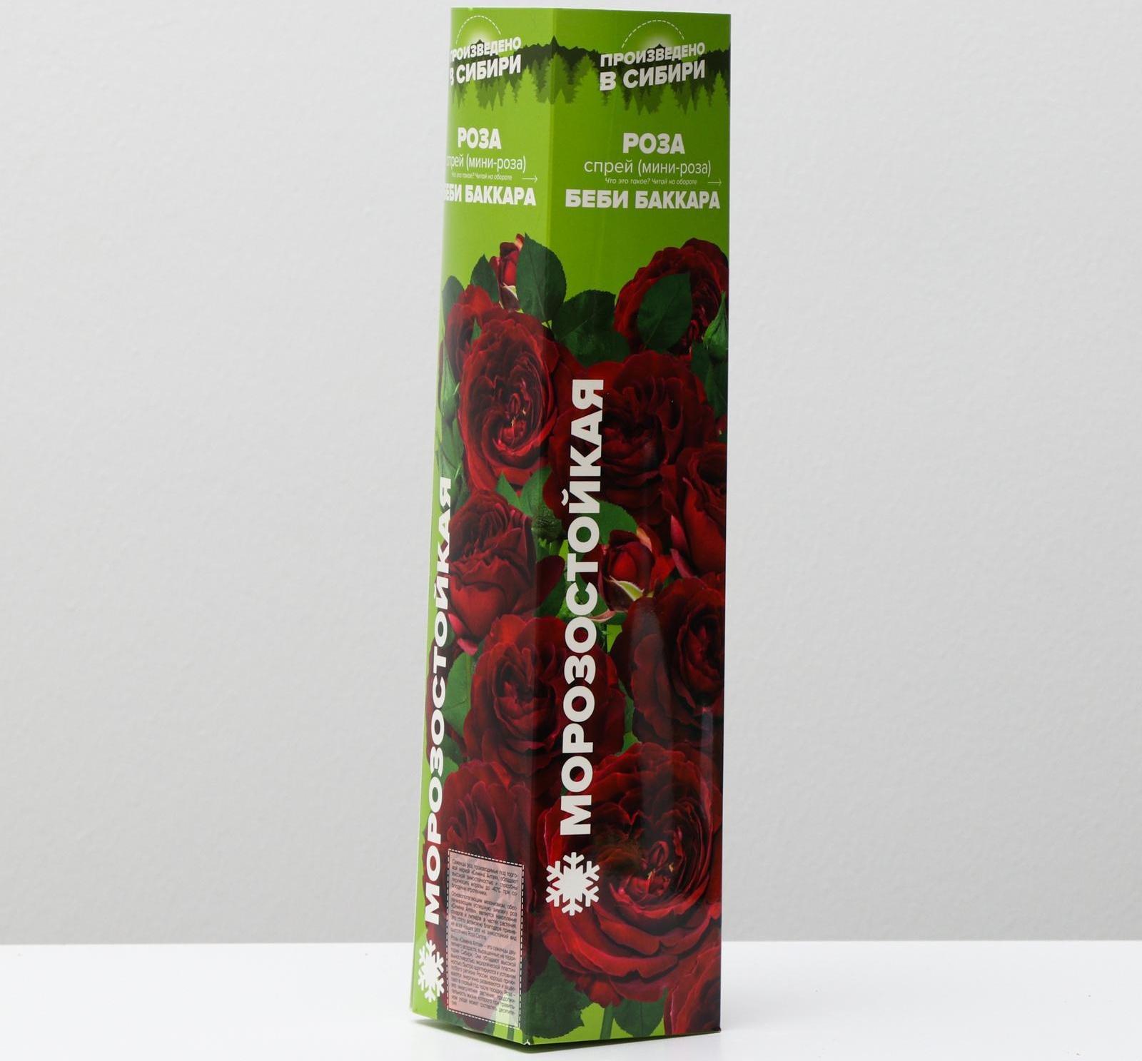 Саженец розы Бэби Бакара, Весна 2024, 1 шт.