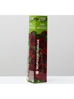 Саженец розы Бэби Бакара, Весна 2024, 1 шт.