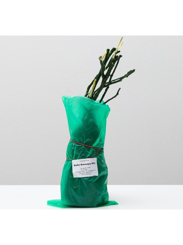 Саженец розы Бэби Бакара, Весна 2024, 1 шт.