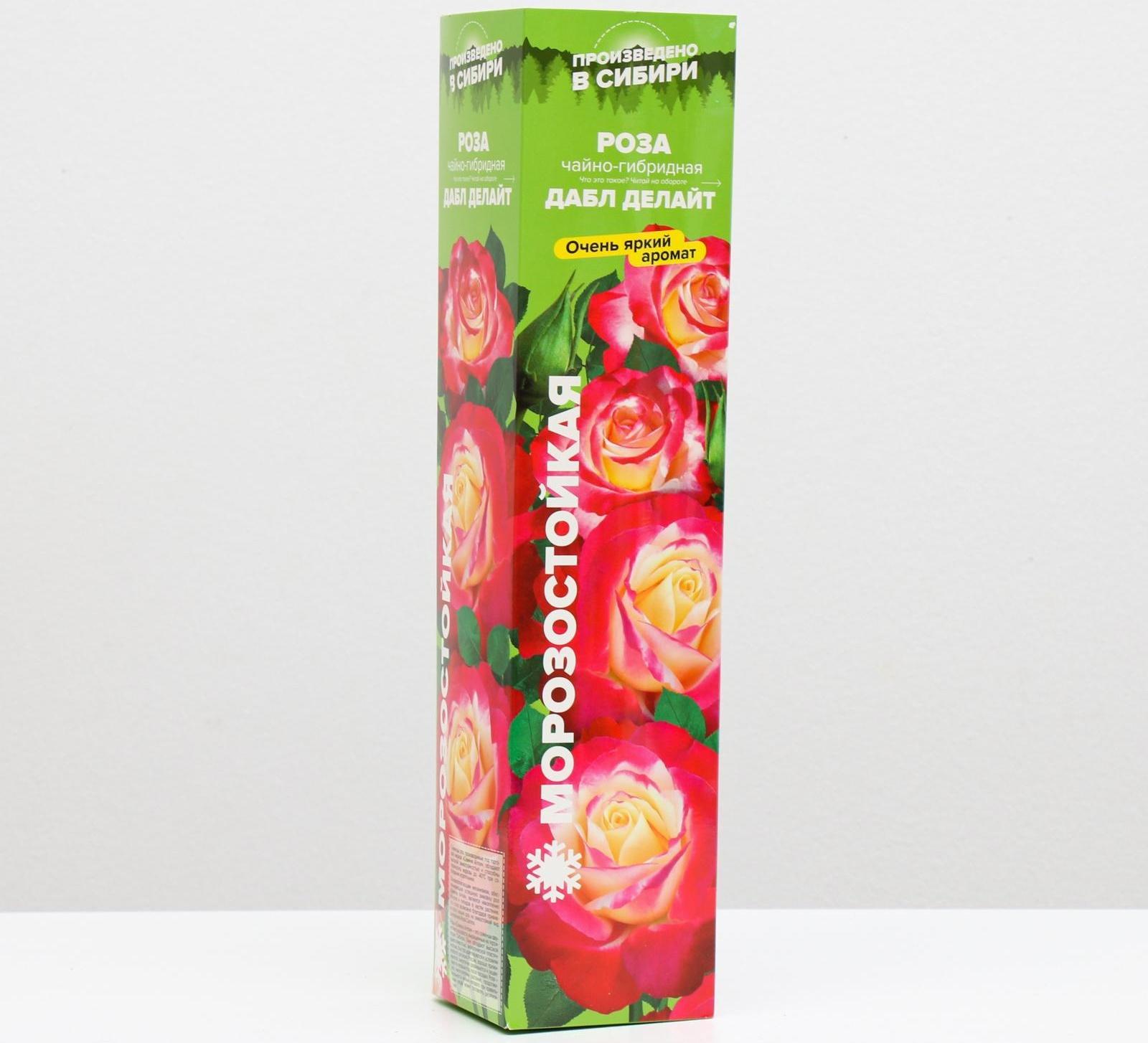 Саженец розы Дабл Делайт, Весна 2024, 1 шт.