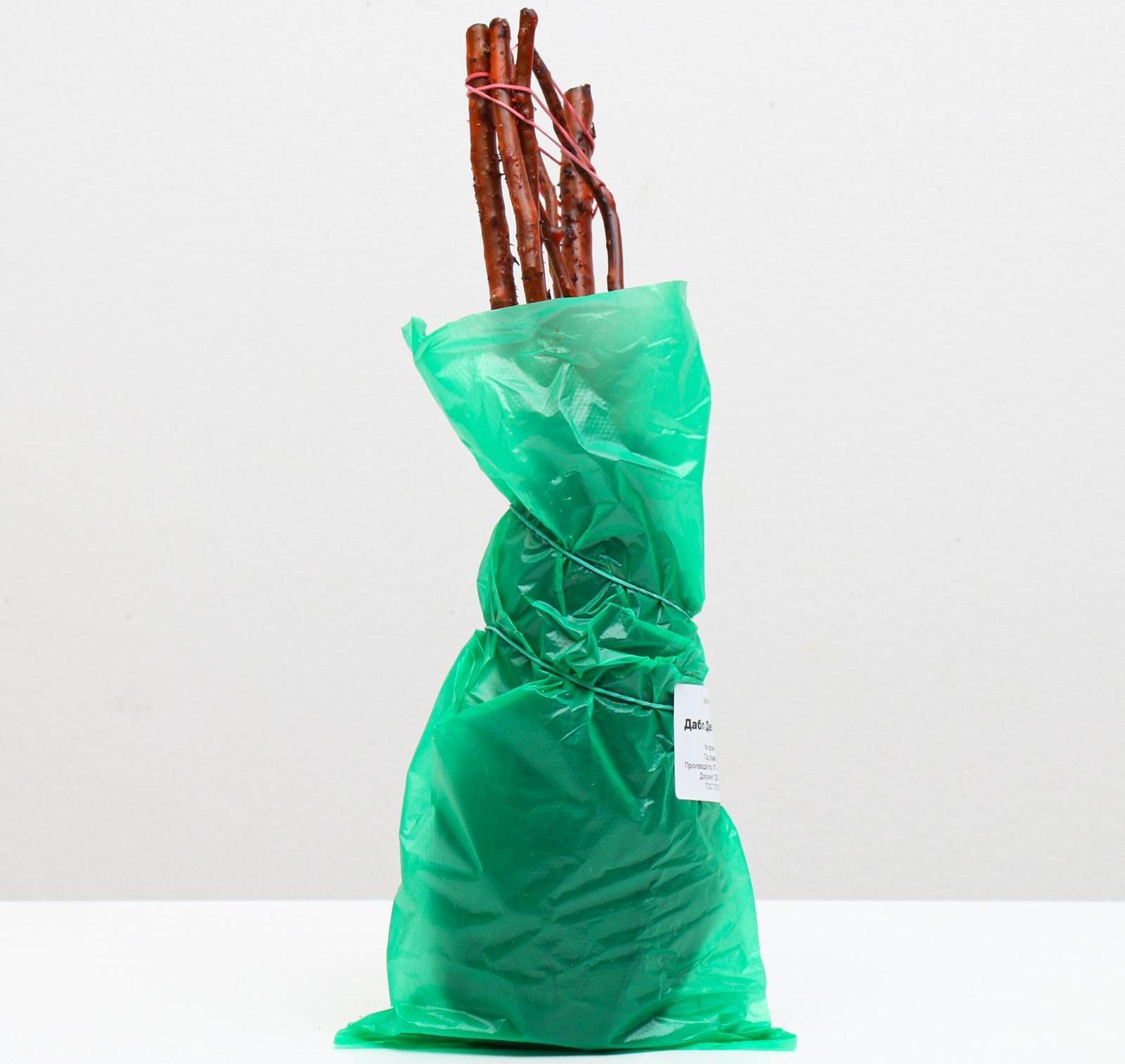 Саженец розы Дабл Делайт, Весна 2024, 1 шт.