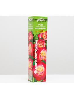 Саженец розы Дабл Делайт, Весна 2024, 1 шт.