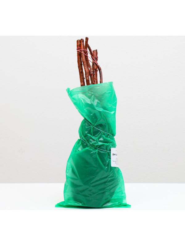 Саженец розы Дабл Делайт, Весна 2024, 1 шт.