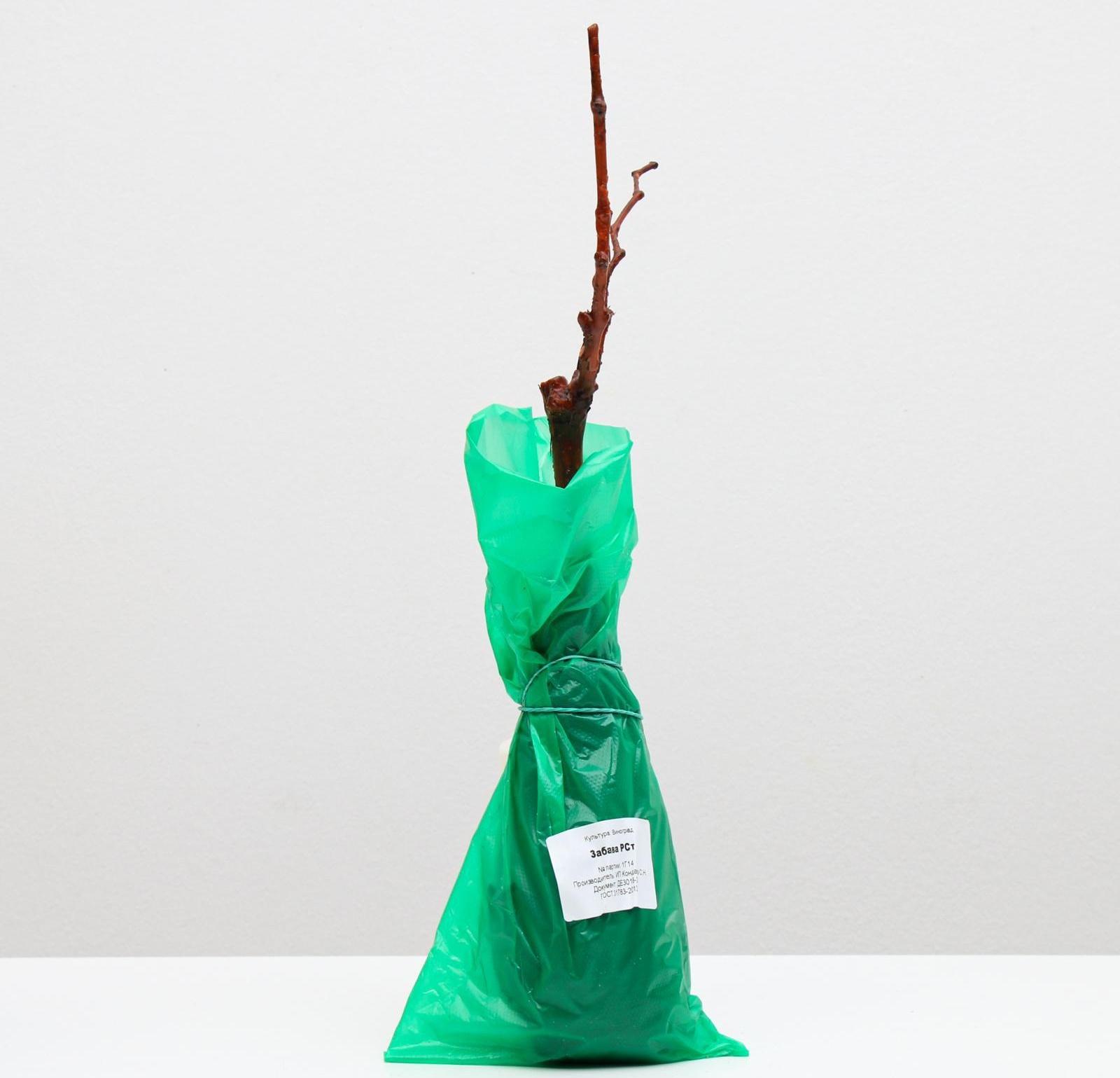 Саженец винограда Забава Весна 2024, 1 шт.