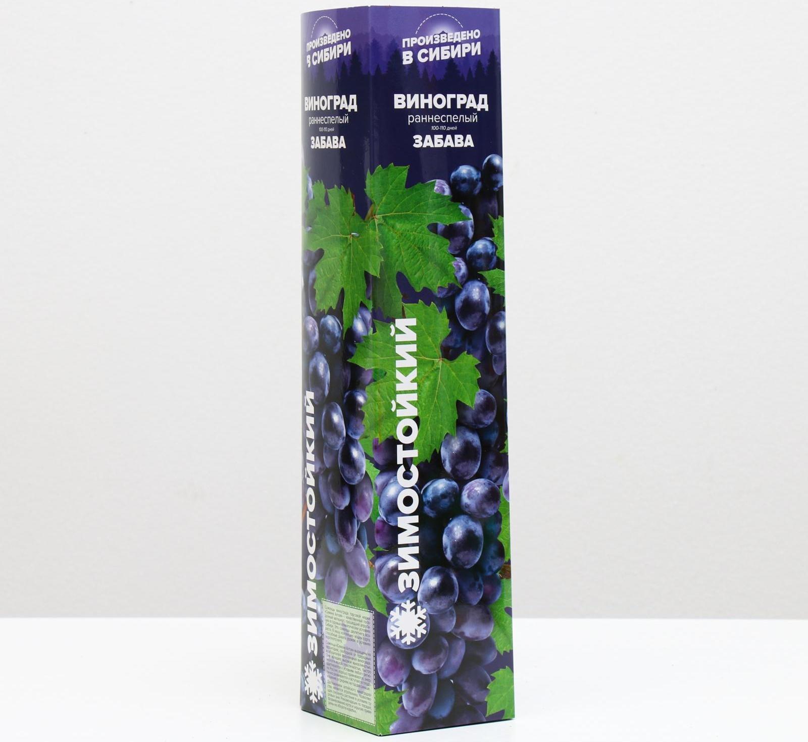 Саженец винограда Забава Весна 2024, 1 шт.