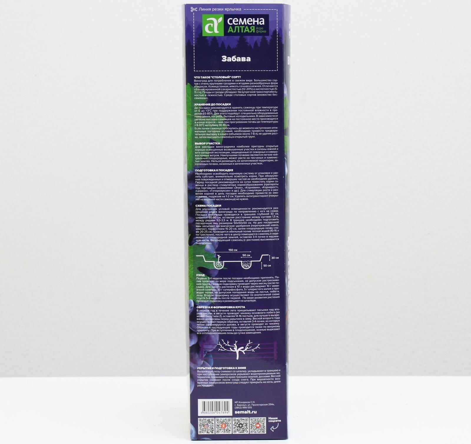 Саженец винограда Забава Весна 2024, 1 шт.