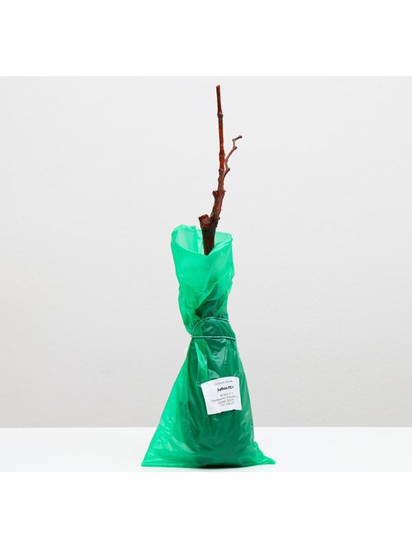 Саженец винограда Забава Весна 2024, 1 шт.