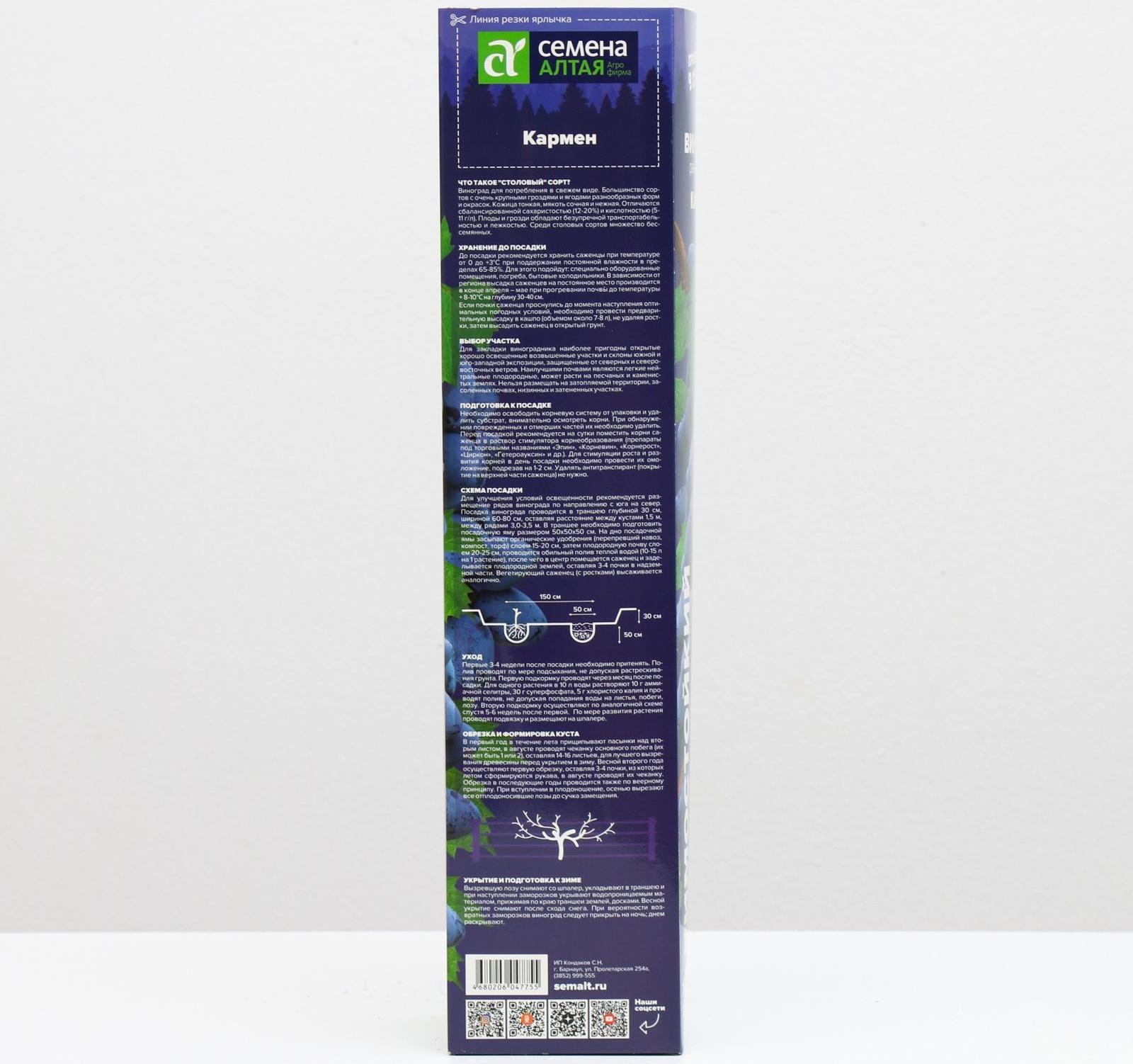 Саженец винограда Кармен Весна 2024, 1 шт.