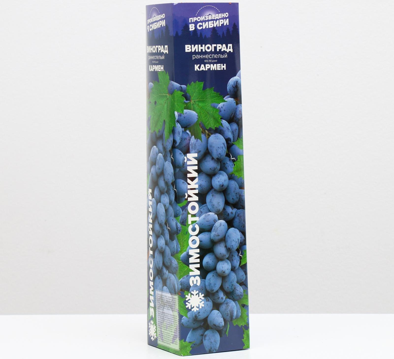 Саженец винограда Кармен Весна 2024, 1 шт.