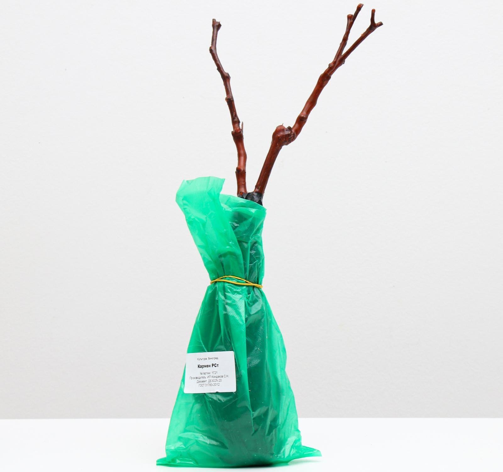 Саженец винограда Кармен Весна 2024, 1 шт.